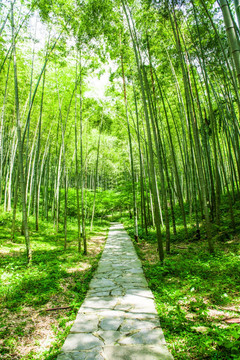 竹林小径