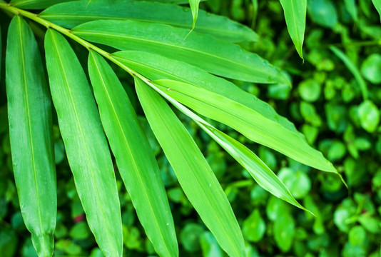 砂仁 药用植物