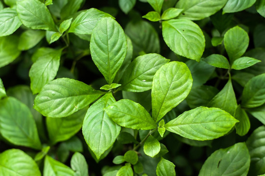 板蓝根 药用植物