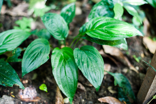 裂果薯 药用植物 中药 药材