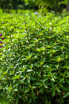 肾茶 药用植物