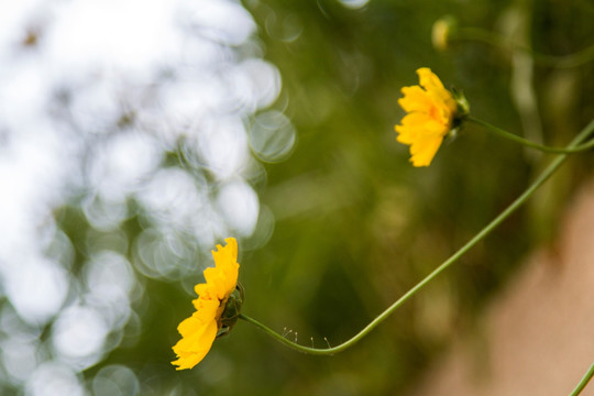 小黄花