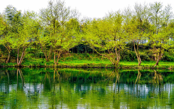 春天绿树河流