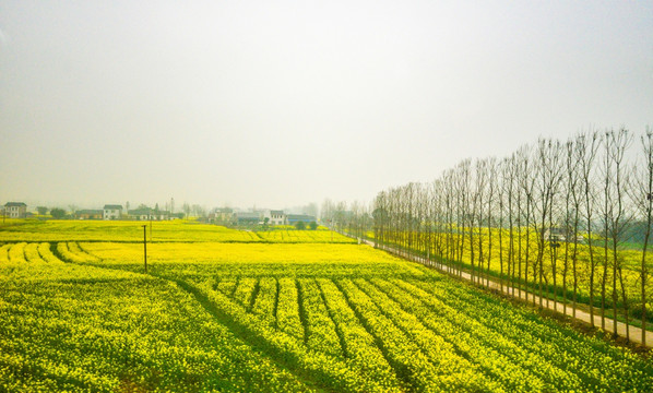 菜花田