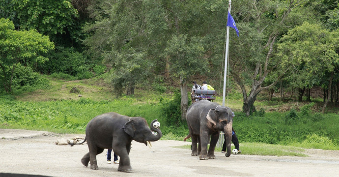 大象表演 休闲 旅游