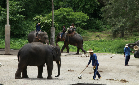 大象表演 休闲