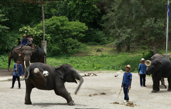 大象表演 休闲 旅游