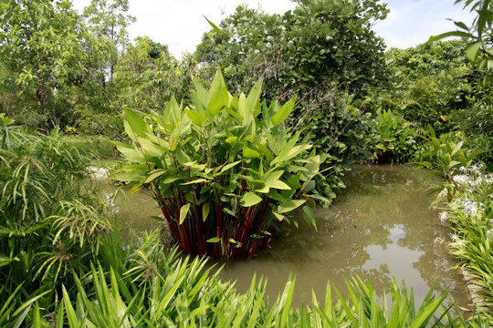 东南亚旅游 植物花草