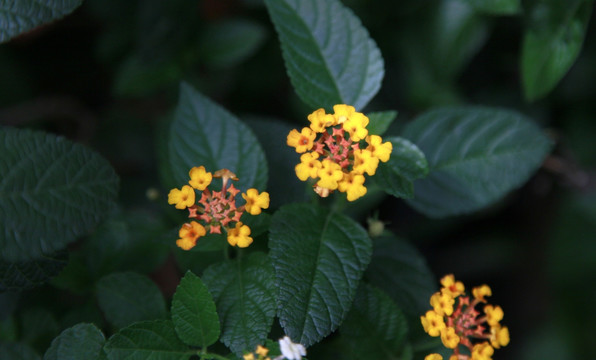 植物花草 花卉