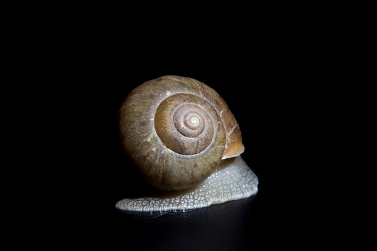 缓慢爬行的蜗牛背影jpg