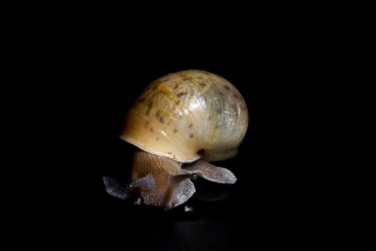 觅食的蜗牛jpg