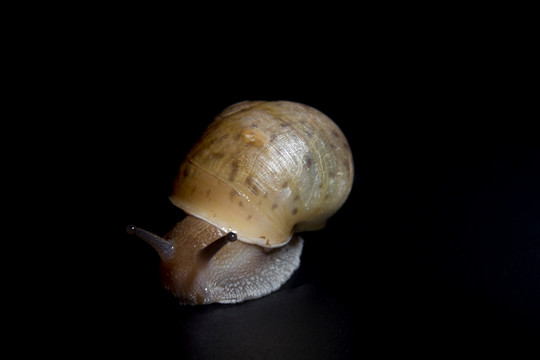 觅食的蜗牛jpg