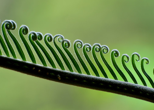 观赏植物