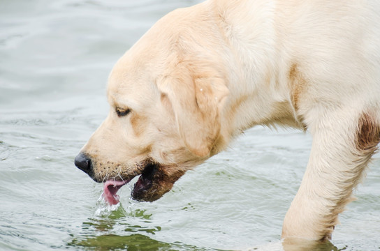 拉布拉多犬 寻回猎犬 喝水