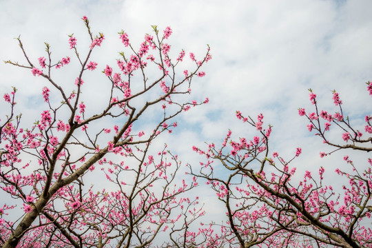 春暖花开