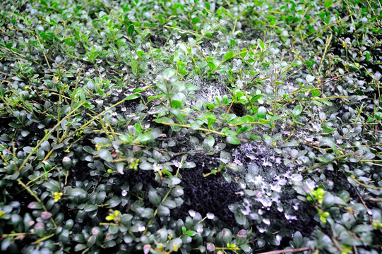 冬青树上的结满露珠的蜘蛛网