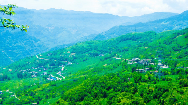 绿色山村 树林