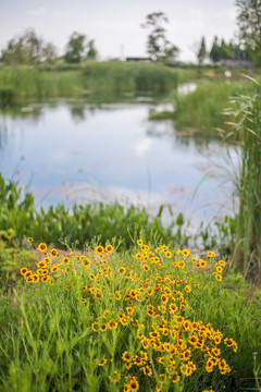 湿地花朵