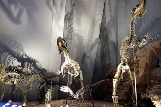 恐龙化石 恐龙骨架