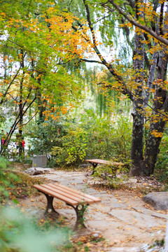 北京大学校园秋色树林休闲长椅