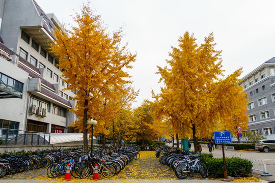 北京大学校园秋色银杏树教学楼