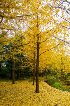 北京大学校园秋色银杏树林落叶