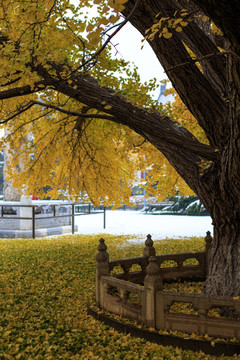 北京大学校园秋色古银杏树积雪