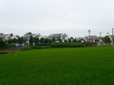 新农村