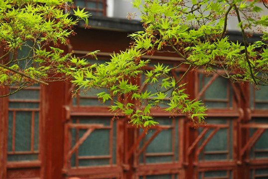 江南园林 绿树掩映中式门窗