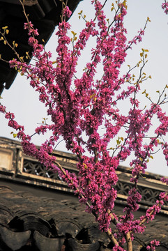江南园林 中式庭院的紫荆花