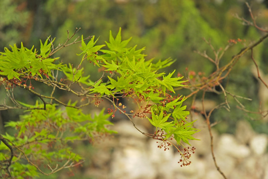 江南园林花树小景