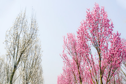 桃李芬芳