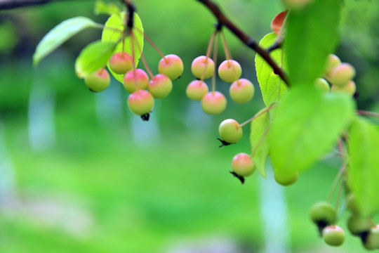 小苹果  沙果