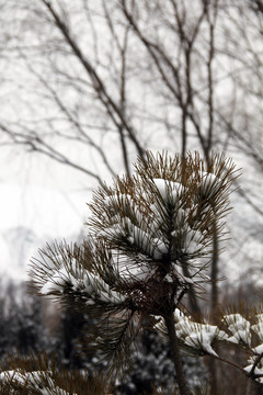 冬日的枯树