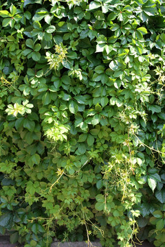 爬山虎 爬墙虎 植物 藤条