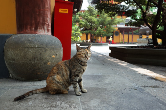 寺庙里的猫