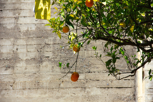 橙子 橙子树