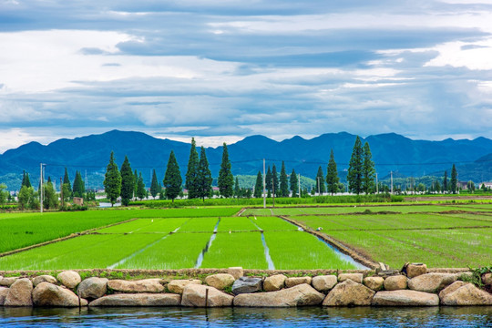 春天的水乡田野