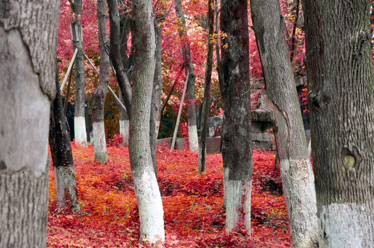红色树木 红色森林