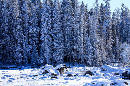 喀纳斯禾木雪景