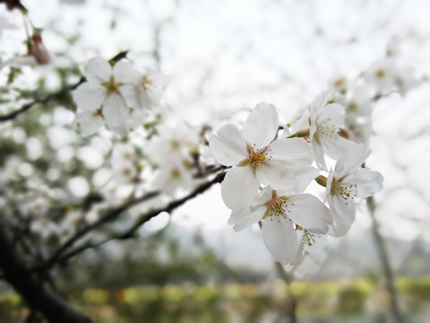 东京樱花