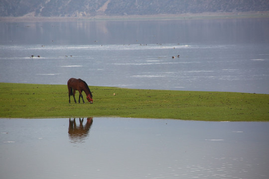 湖中吃草的马匹