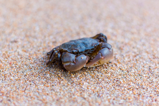 沙滩螃蟹
