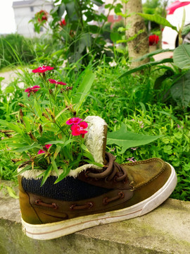 鞋子花盆和石竹花