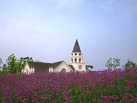 金华金满湖公园紫色花田白教堂