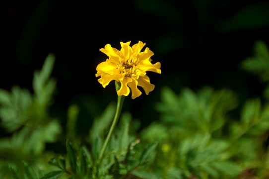 一朵黄色小花