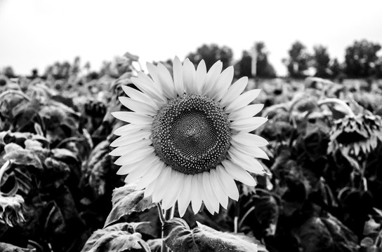 黑白向日葵