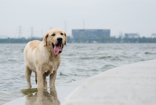 拉布拉多犬 寻回猎犬 宠物摄影