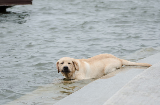 宠物摄影 拉布拉多猎犬 游泳