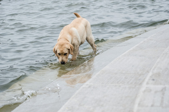宠物摄影 拉布拉多猎犬 游泳